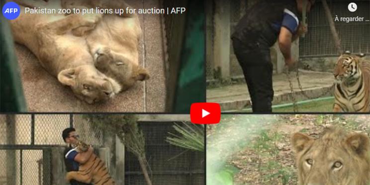 The 10 Most Popular Videos on AFP’s YouTube Channel - Week of August 8 to 15, 2022